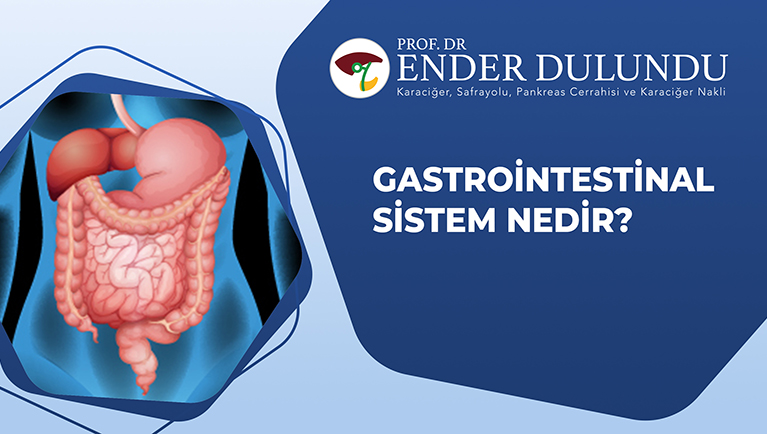 Gastrointestinal Sistem Nedir?
